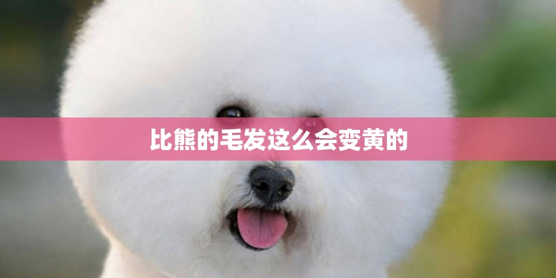 比熊的毛发这么会变黄的 比熊的毛发这么会变黄的