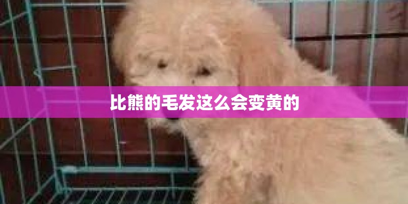比熊的毛发这么会变黄的 比熊的毛发这么会变黄的