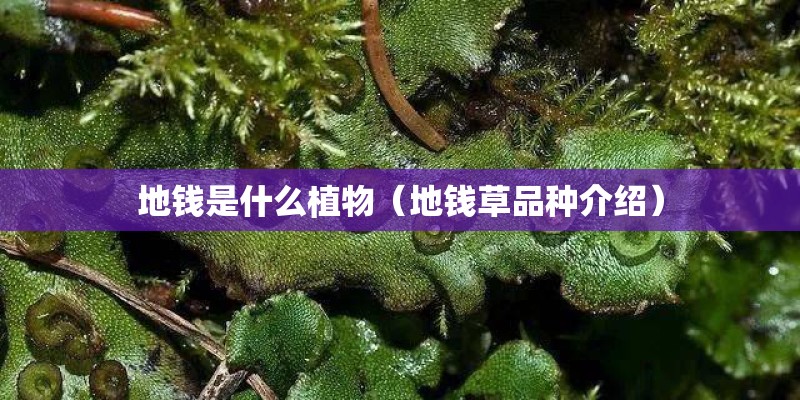 地钱是什么植物(地钱草品种介绍) 地钱是什么植物(地钱草品种介绍)