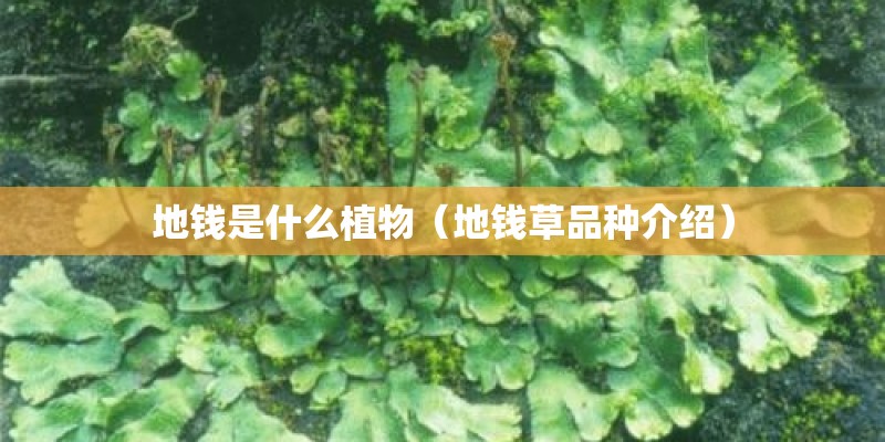 地钱是什么植物(地钱草品种介绍) 地钱是什么植物(地钱草品种介绍)