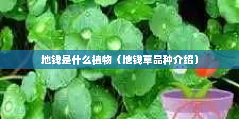 地钱是什么植物（地钱草品种介绍）
