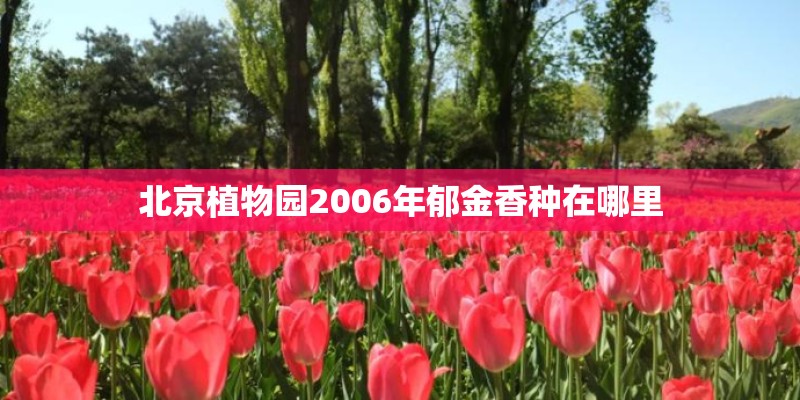 北京植物园2006年郁金香种在哪里 北京植物园2006年郁金香种在哪里