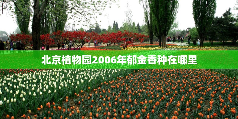 北京植物园2006年郁金香种在哪里 北京植物园2006年郁金香种在哪里
