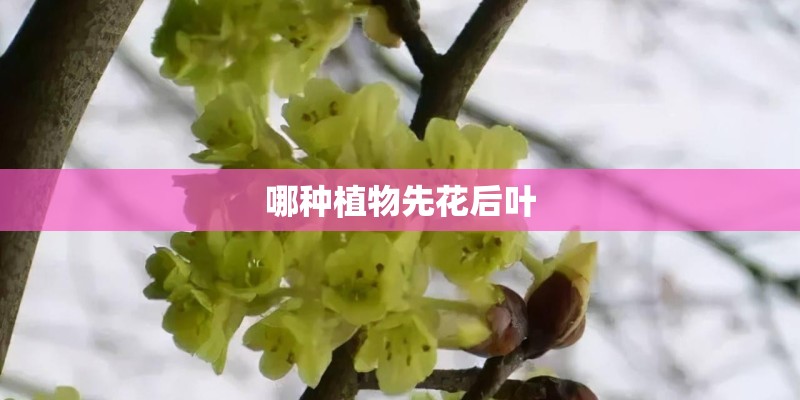 哪种植物先花后叶