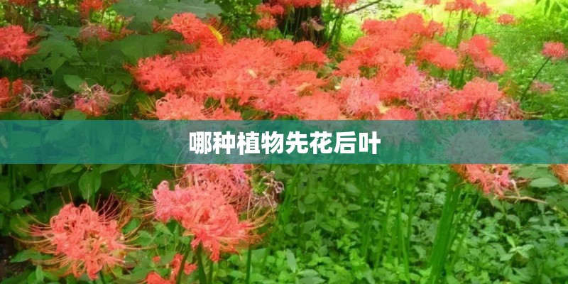 哪种植物先花后叶