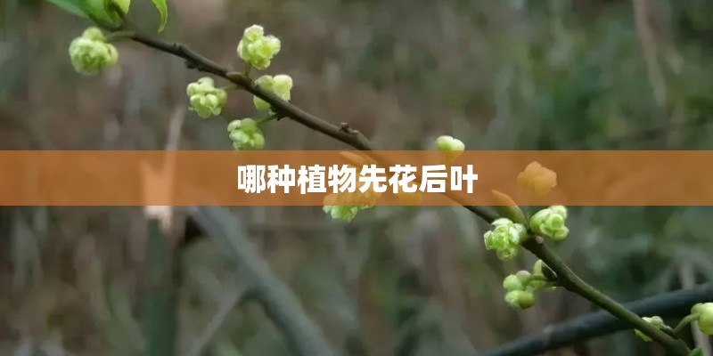 哪种植物先花后叶