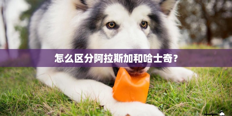 怎么区分阿拉斯加和哈士奇？