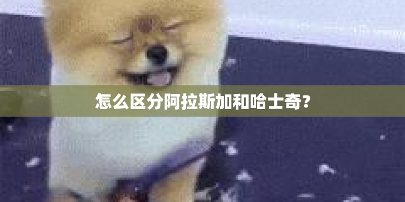 怎么区分阿拉斯加和哈士奇？