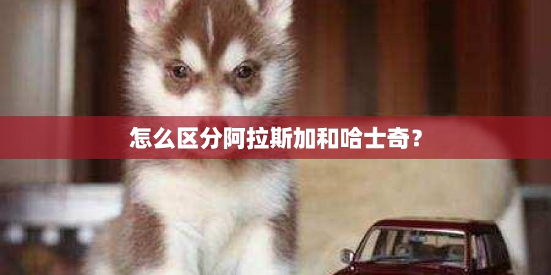 怎么区分阿拉斯加和哈士奇？