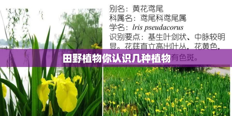 田野植物你认识几种植物