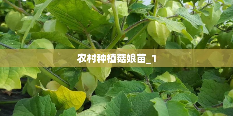 农村种植菇娘苗_1