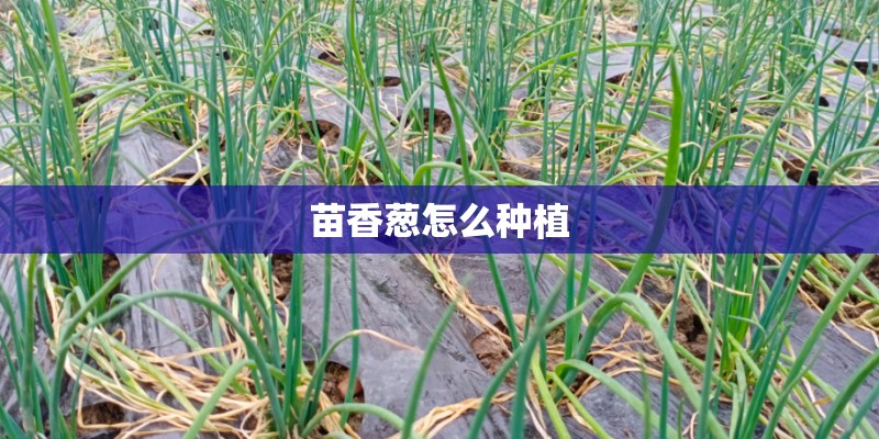 苗香葱怎么种植