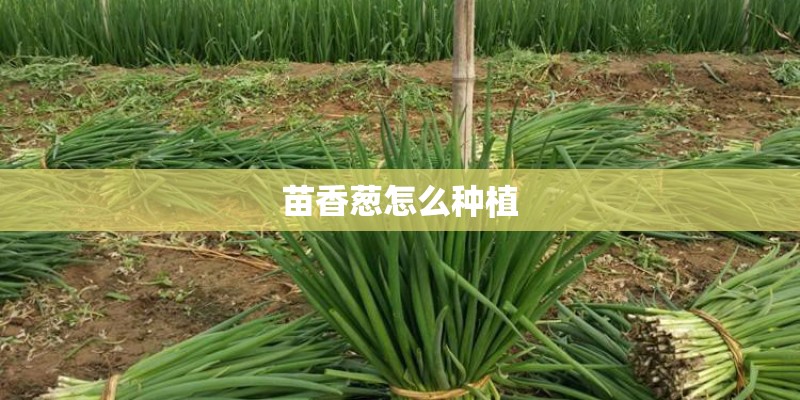 苗香葱怎么种植