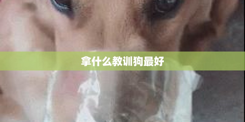 拿什么教训狗最好