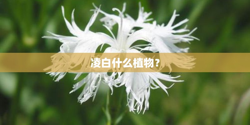 凌白什么植物？