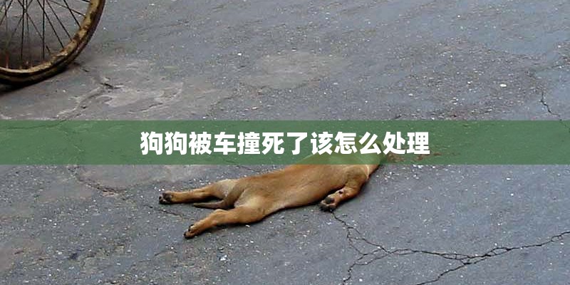 狗狗被车撞死了该怎么处理