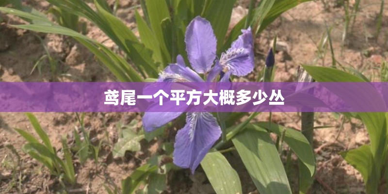 鸢尾一个平方大概多少丛