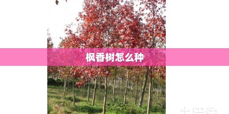 枫香树怎么种
