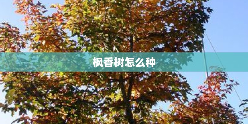 枫香树怎么种