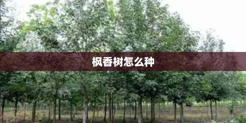 枫香树怎么种