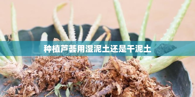 种植芦荟用湿泥土还是干泥土