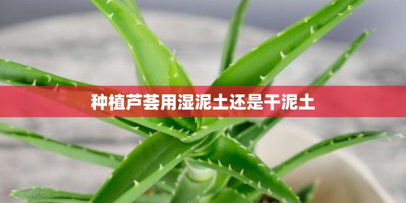 种植芦荟用湿泥土还是干泥土 种植芦荟用湿泥土还是干泥土