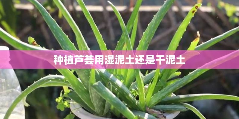 种植芦荟用湿泥土还是干泥土 种植芦荟用湿泥土还是干泥土