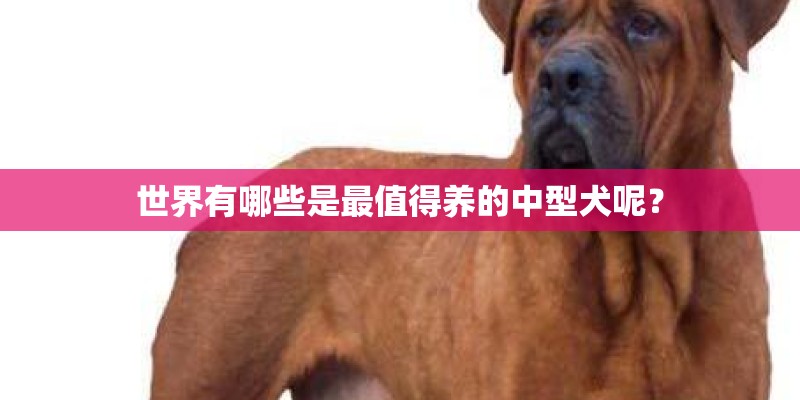 世界有哪些是最值得养的中型犬呢? 世界有哪些是最值得养的中型犬呢?