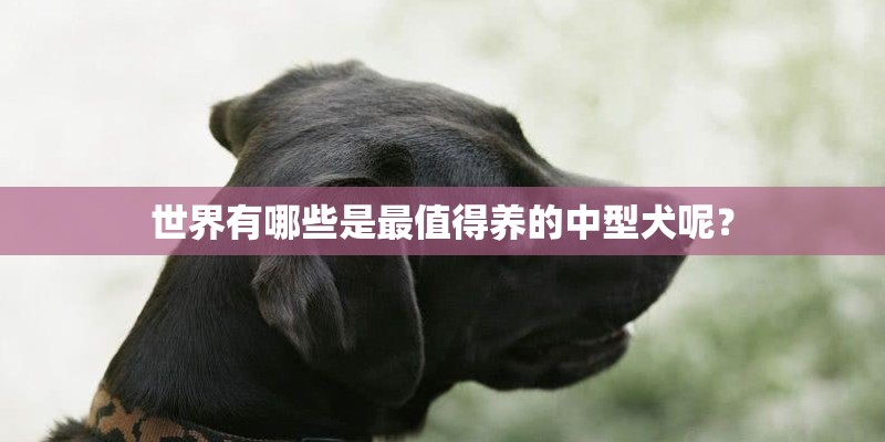 世界有哪些是最值得养的中型犬呢? 世界有哪些是最值得养的中型犬呢?