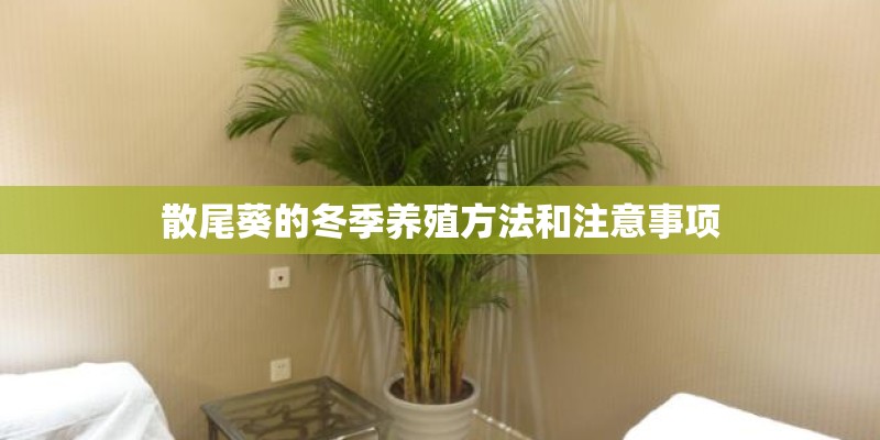散尾葵的冬季养殖方法和注意事项