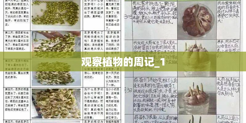 观察植物的周记_1 观察植物的周记_1