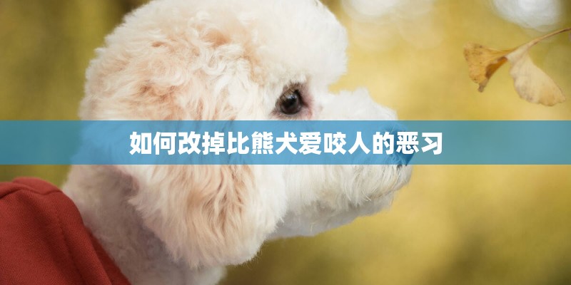 如何改掉比熊犬爱咬人的恶习