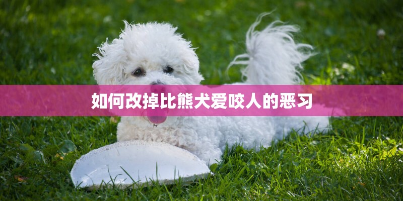 如何改掉比熊犬爱咬人的恶习