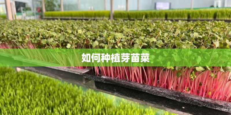 如何种植芽苗菜