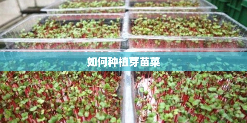如何种植芽苗菜 如何种植芽苗菜