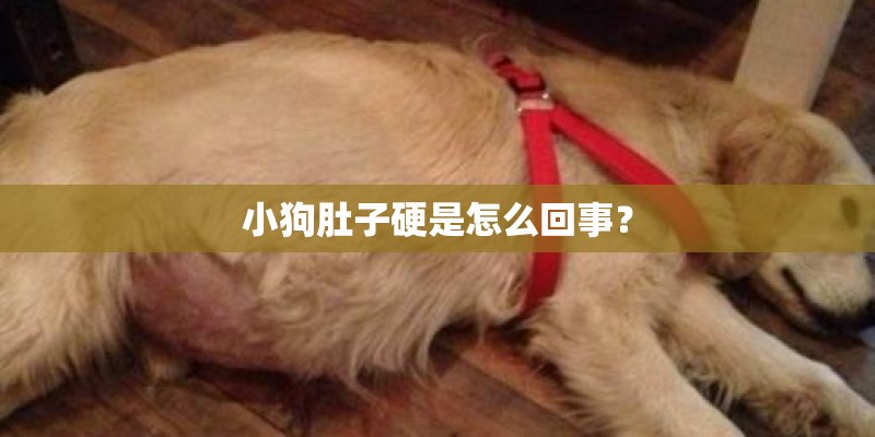 小狗肚子硬是怎么回事？