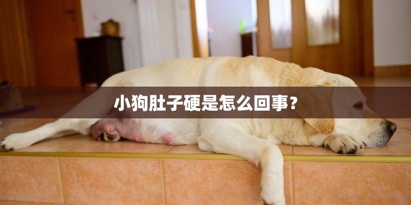 小狗肚子硬是怎么回事？