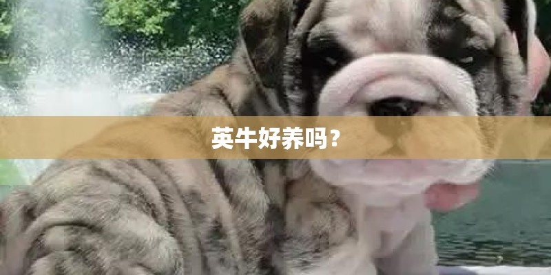 英牛好养吗？