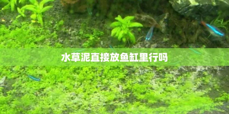 水草泥直接放鱼缸里行吗