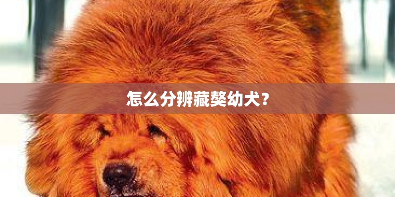 怎么分辨藏獒幼犬？