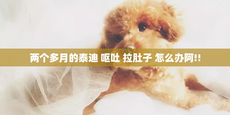 两个多月的泰迪 呕吐 拉肚子 怎么办阿!!