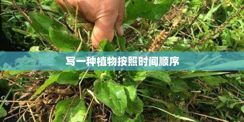 写一种植物按照时间顺序 写一种植物按照时间顺序