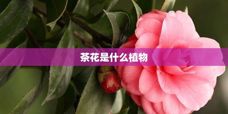 茶花是什么植物 茶花是什么植物