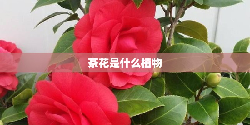 茶花是什么植物 茶花是什么植物