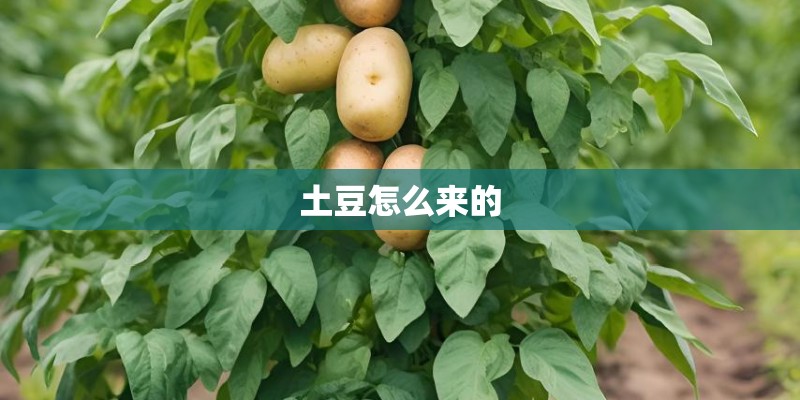 土豆怎么来的