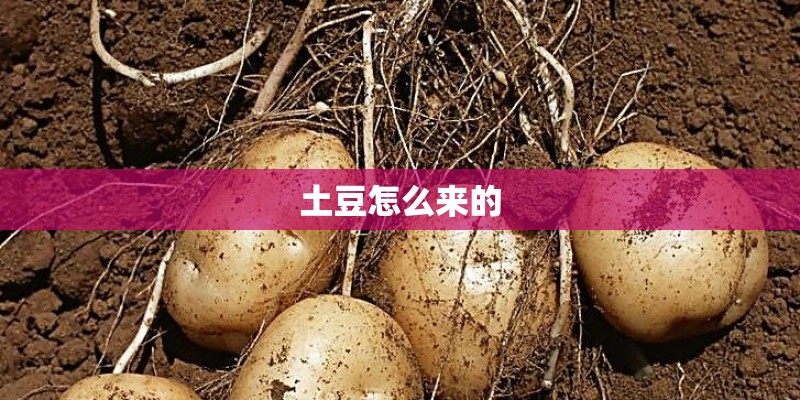 土豆怎么来的