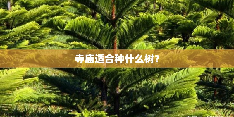 寺庙适合种什么树？