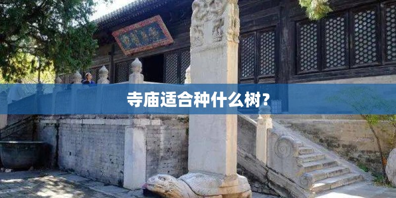 寺庙适合种什么树？