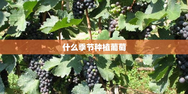 什么季节种植葡萄 什么季节种植葡萄