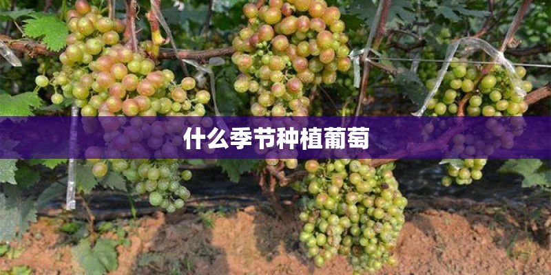 什么季节种植葡萄 什么季节种植葡萄